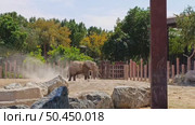 African elephant throwing sand over itself to protect from the sun and bugs. Стоковое видео, видеограф Оксана Чаюн / Фотобанк Лори