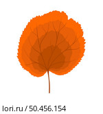 Autumn linden leaf. Leaf fall. Vector illustration. Стоковая иллюстрация, агентство Ingram Publishing / Фотобанк Лори