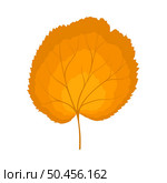 Autumn linden leaf. Leaf fall. Vector illustration. Стоковая иллюстрация, агентство Ingram Publishing / Фотобанк Лори