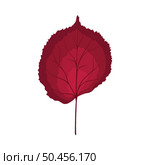 Autumn linden leaf. Leaf fall. Vector illustration. Стоковая иллюстрация, агентство Ingram Publishing / Фотобанк Лори