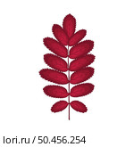 Autumn Rowan leaf. Leaf fall. Vector illustration. Стоковая иллюстрация, агентство Ingram Publishing / Фотобанк Лори