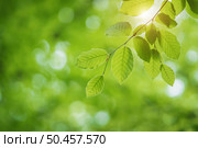 Green fresh spring leaf on branch with beautiful bokeh background. Composition of nature. Стоковое фото, агентство Ingram Publishing / Фотобанк Лори