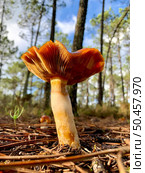 Closeup of mushroom in the forest floor. Стоковое фото, агентство Ingram Publishing / Фотобанк Лори