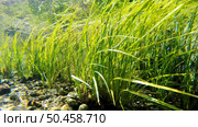Clear shallow stream with underwater weed gently swaying. Стоковое фото, агентство Ingram Publishing / Фотобанк Лори