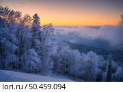 Snowy forest in hoar and low clouds in beautiful winter at sunrise. Colorful landscape with trees in snow, orange sky. Snowfall in mountain woods. Wintry woodland. Snow covered forest at dawn. Nature. Стоковое фото, агентство Ingram Publishing / Фотобанк Лори