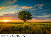 A wide angle shot of a single tree growing under a clouded sky during a sunset surrounded by grass. Wide angle shot of a single tree growing under a clouded sky during a sunset surrounded by grass. Стоковое фото, агентство Ingram Publishing / Фотобанк Лори