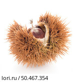 Chestnuts with shell isolated on white background. Стоковое фото, агентство Ingram Publishing / Фотобанк Лори