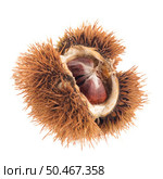 Chestnuts with shell isolated on white background. Стоковое фото, агентство Ingram Publishing / Фотобанк Лори