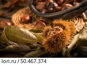 Roasted chestnuts on a rustic wooden table with autumn leaves in the background. Стоковое фото, агентство Ingram Publishing / Фотобанк Лори