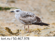 Seagull Bird on rocky blured background. Стоковое фото, агентство Ingram Publishing / Фотобанк Лори