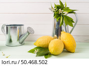 Limes and vintage metal retro watering cans over light green wooden table. Стоковое фото, агентство Ingram Publishing / Фотобанк Лори