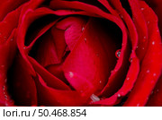 Red rose flower background, top view closeup. Стоковое фото, агентство Ingram Publishing / Фотобанк Лори