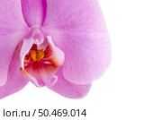 Pink orchid (phalaenopsis) isolated on white background. Стоковое фото, агентство Ingram Publishing / Фотобанк Лори