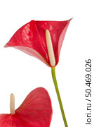 Beautiful Anthedesia anthurium on white background. Стоковое фото, агентство Ingram Publishing / Фотобанк Лори