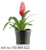 Red bromelia flower on white background. Стоковое фото, агентство Ingram Publishing / Фотобанк Лори