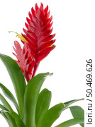 Red bromelia flower on white background. Стоковое фото, агентство Ingram Publishing / Фотобанк Лори