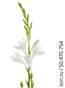 A fragment of white lilies ’ bunch on a white background. zephyranthes candida. Стоковое фото, агентство Ingram Publishing / Фотобанк Лори