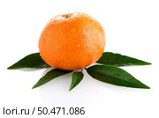 Fresh orange mandarin isolated on a white background. Стоковое фото, агентство Ingram Publishing / Фотобанк Лори