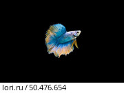 Beautiful colorful of siamese betta fish . Стоковое фото, агентство Ingram Publishing / Фотобанк Лори