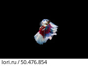 Beautiful colorful of siamese betta fish . Стоковое фото, агентство Ingram Publishing / Фотобанк Лори