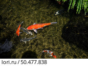 Many colorful koi fish play in the pool. Close up, top view. Стоковое фото, агентство Ingram Publishing / Фотобанк Лори