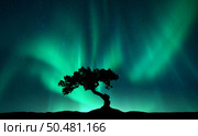 Northern lights over the alone tree at night. Aurora borealis and silhouette of beautiful tree on the hill. Winter landscape with polar lights, sky with stars and bright green aurora. Colorful scenery. Стоковое фото, агентство Ingram Publishing / Фотобанк Лори