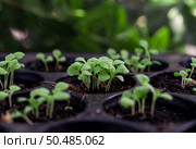 Seedlings in the planting tray. Selective focus. Стоковое фото, агентство Ingram Publishing / Фотобанк Лори