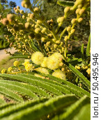 Flowers clustered in small bright yellow balls of an Acacia dealbata. Стоковое фото, агентство Ingram Publishing / Фотобанк Лори
