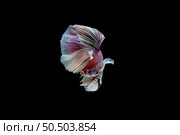 Beautiful half moon white and red Betta splendens, Siamese fighting fish or Pla-kad in Thai popular fish in aquarium. Show off white tail while swimming isolated on black background. Стоковое фото, агентство Ingram Publishing / Фотобанк Лори