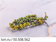 Ripe green pepper corn branch. Стоковое фото, фотограф Андрей Старостин / Фотобанк Лори