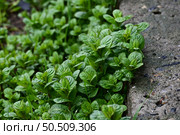 Росточки мяты набирают силу. Стоковое фото, фотограф Копылова Ирина / Фотобанк Лори