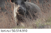 Кабан или дикая свинья дикие животные, Sus scrofa. Стоковое видео, видеограф Дмитрий Якубович / Фотобанк Лори