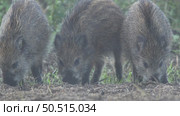 Кабан или дикая свинья дикие животные, Sus scrofa. Стоковое видео, видеограф Дмитрий Якубович / Фотобанк Лори