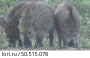 Кабан или дикая свинья дикие животные, Sus scrofa. Стоковое видео, видеограф Дмитрий Якубович / Фотобанк Лори