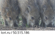 Кабан или дикая свинья дикие животные, Sus scrofa. Стоковое видео, видеограф Дмитрий Якубович / Фотобанк Лори