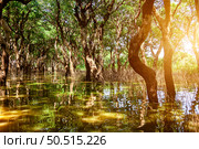 Exploring Flooded Forest on Tonle Sap Lake, Cambodia. Стоковое фото, фотограф Aleksandr Golubev / Фотобанк Лори