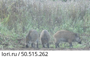 Кабан или дикая свинья дикие животные, Sus scrofa. Стоковое видео, видеограф Дмитрий Якубович / Фотобанк Лори