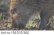 Кабан или дикая свинья дикие животные, Sus scrofa. Стоковое видео, видеограф Дмитрий Якубович / Фотобанк Лори