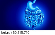 Human Digestion system as organs for breaking down food absorbing nutrients and eliminating waste and stomach disorders as intestine and colon large intestines with 3D illustration elements. Стоковое фото, агентство Ingram Publishing / Фотобанк Лори