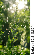 Sunlit Dewdrops on Green Plant: A Nature Close-up. Стоковое AI-изображение, AI-художник Данила Большаков / Фотобанк Лори