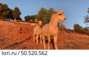 Young goats grazing and playing in the meadow at sunset. Стоковое фото, агентство Ingram Publishing / Фотобанк Лори