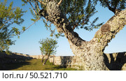 View of Almond trees on Numao Castle. Council of Vila Nova de Foz Coa. Portugal. Douro Region. Стоковое фото, агентство Ingram Publishing / Фотобанк Лори