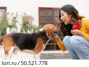 A beagle dog drinking water after running around the house with the owner until exhausted and tired. Стоковое фото, агентство Ingram Publishing / Фотобанк Лори