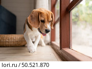 Beagle dogs are intelligent, lively, fun and do not stand still. There is overflowing cuteness. Slightly stubborn but can be trained to obey commands. Стоковое фото, агентство Ingram Publishing / Фотобанк Лори