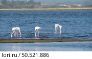 Flamingos on the banks of the Ria de Aveiro delta, Portugal. Стоковое фото, агентство Ingram Publishing / Фотобанк Лори