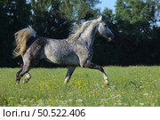 Dapple grey andalusian horse runs in summer green meadow background. Серый в яблоках конь андалузской породы бежит рысью на фоне летнего зеленого луга вечером. Стоковое фото, фотограф Михаил Кондрашов / Фотобанк Лори