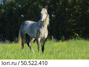 Dapple grey andalusian horse in summer green meadow background. Серый в яблоках конь андалузской породы на фоне летнего зеленого луга вечером. Стоковое фото, фотограф Михаил Кондрашов / Фотобанк Лори