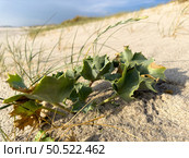 Eryngium maritimum, Sea holly or seaside eryngo. Plant has a very strong and deep root system that allows it to live in dunes of sand, Seaside eryngo or sea holly growing at beach in Mediterranean sea. Стоковое фото, агентство Ingram Publishing / Фотобанк Лори
