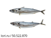 Two mackerel fish isolated on white background with space for text. Tasty and healthy seafood concept.. Two mackerel fish on white background. Стоковое фото, агентство Ingram Publishing / Фотобанк Лори
