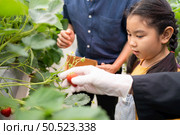 A father and daughter visit an organic strawberry garden on a closed farm. The gardener teaches how to harvest strawberries. Стоковое фото, агентство Ingram Publishing / Фотобанк Лори